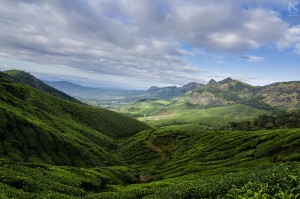 A vast view of tea plantations at Kolukkumalai, the World's highest tea plantations