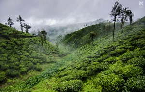 Foggy Tea Estate View at Malakkappara