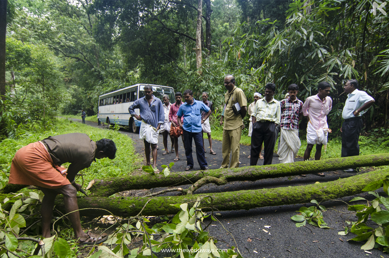 A Native Cutting The Tree to Clear The Way For KSRTC