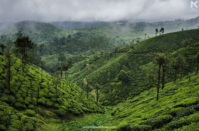 Inside a Tea Estate at Malakkappara