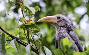 Grey Hornbill